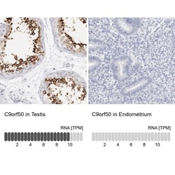 C9orf50 Antibody, Novus Biologicals 25 &mu;L, Unlabeled:Antibodies, Polyclonal